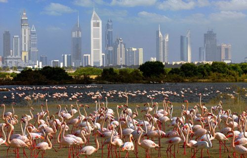 Al Marmoom Desert Conservation Reserve- dubai wildlife tour